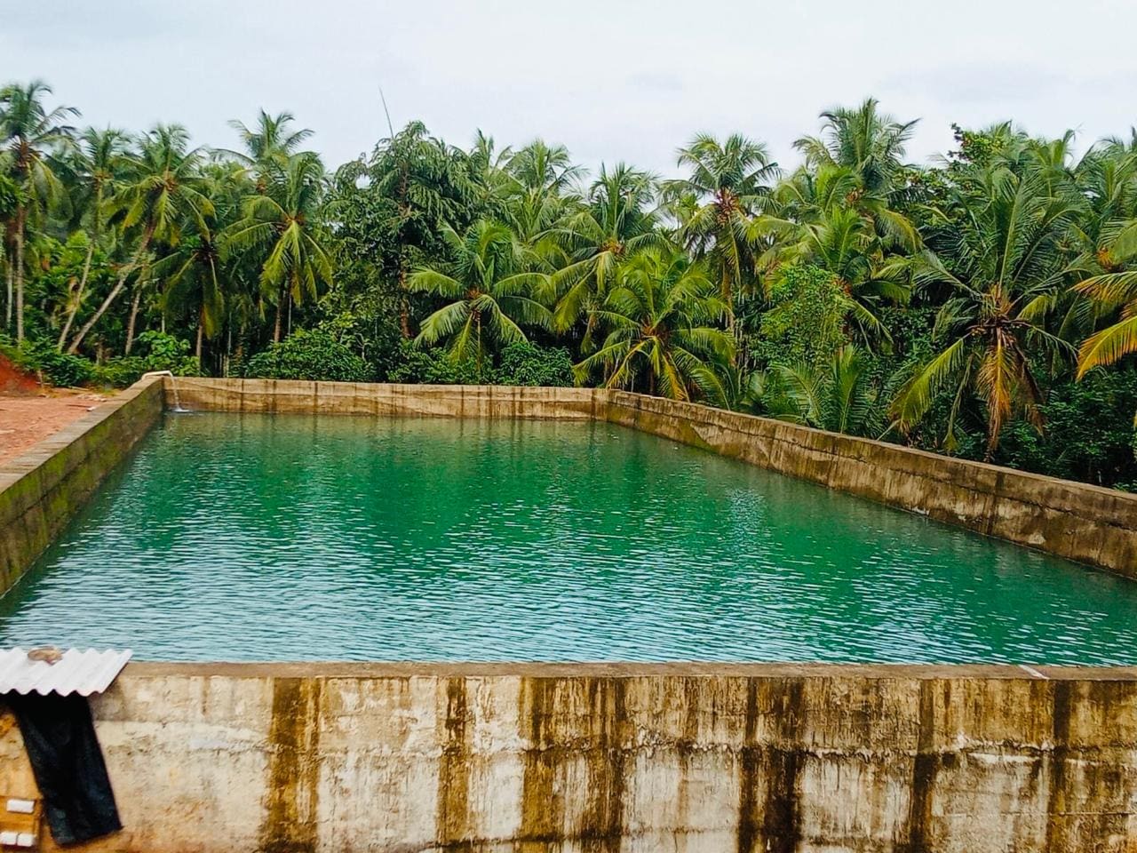 The full rectangular reinforced concrete reservoir at Kudukoli, seen from one corner, bounded by coconut palms.